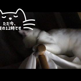 今日のテンの画像