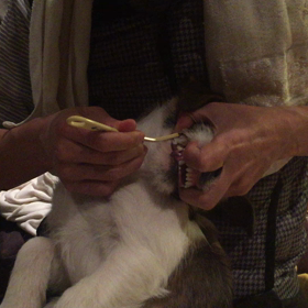 のんきの歯磨きの画像