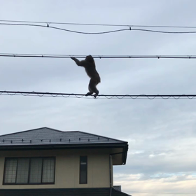 サーカスか？の画像