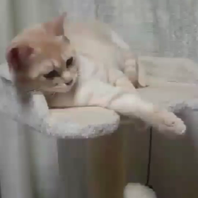 可愛い動画を頂きました！の画像