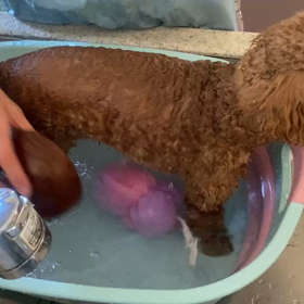 アルトシャンプー^_^の画像