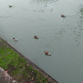 あっ、泳いでるところもの画像