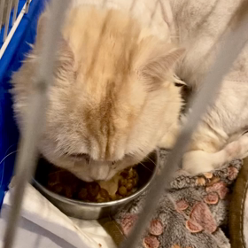 食べてくれました、、。の画像
