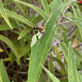 雨が降り出す前に　蜂さんが葉っぱを噛み切っている動画が撮れたの画像