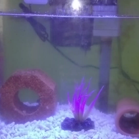 ぷくの行動の画像