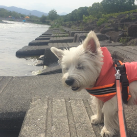 飛花落葉。の画像