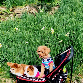 立川水仙郷に行ってきましたですの画像