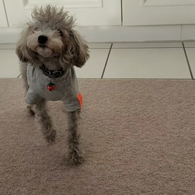 翌日バウを復習の画像