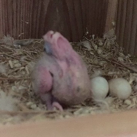 一人っ子のオカメさんの画像