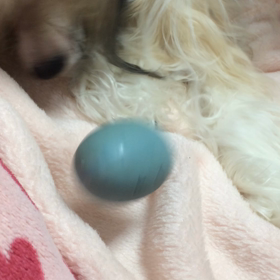 たまごちゃんの画像