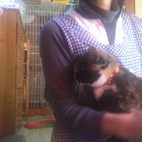 里親募集中のふーちゃん❤️の画像