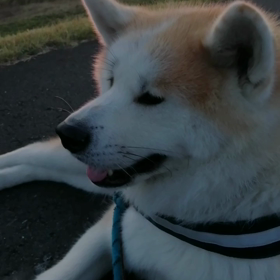 いつものように座り込んで見つめながら「歩きたくない」アピールをする未来丸を抱き締めてイイコイイコの画像