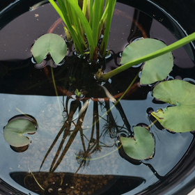 縄張り主張が激しい！の画像