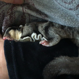 癒しのなっちゃんの画像