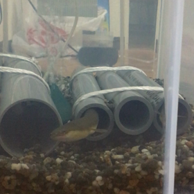 懐いてるうなぎの画像