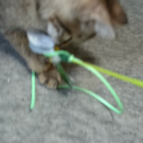 はじめてのトンボの画像