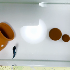 水槽リセットの待機中ナイトくんの画像