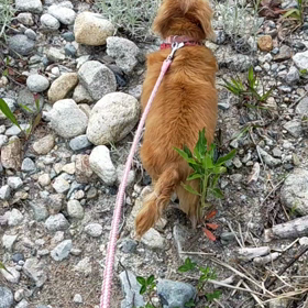 一目散に❣️ミニチュアダックスとろろの画像