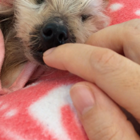 覚悟なんてできない！の画像