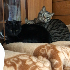 首の運動？の画像