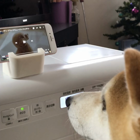 食欲落ちてるので新しいフード試してみました。の画像