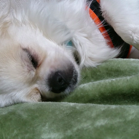 今年もお世話になりましたぁの画像