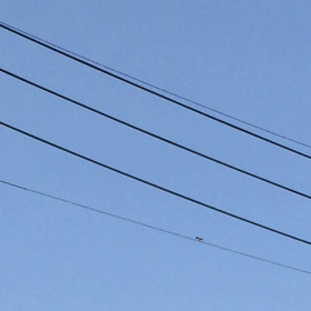 【今日のツバメちゃん】 ヤクルト阪神戦＠甲子園球場の画像