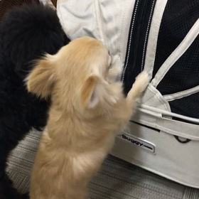 明日はカフェお休みの画像