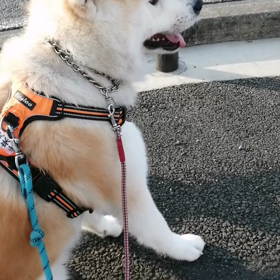 今朝もお天気良し❗暑くもなく散歩日和。未来丸ペースで元気にお散歩できました。マリウポリ兵士もの画像