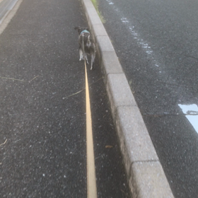 一芸は…の画像