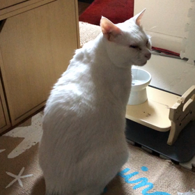 エサ　を　いれてくれの画像