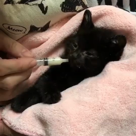 柊くん、今夜が峠の画像