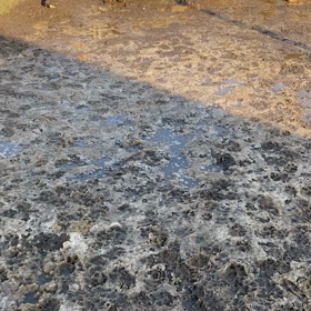 ボーダーコリー　子犬の画像