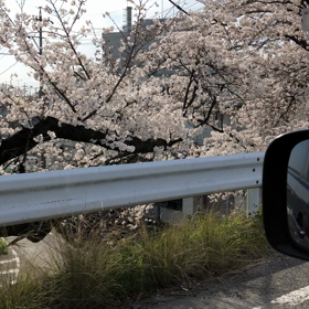 桜なみきの画像