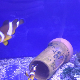 サンゴについての画像