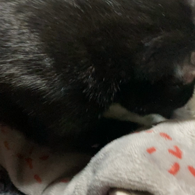 それぞれのフミフミの画像