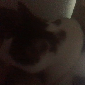 ひどい頭痛時の  猫たんのお見舞いの画像