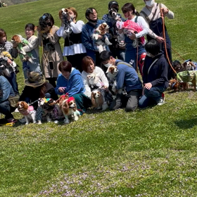 キャバリアピクニック　の画像