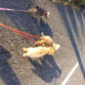 今日もカートなしでお散歩(動画)の画像