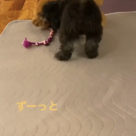 宇野樹君インスタストーリーより　ずーっと今日も大乱闘の画像