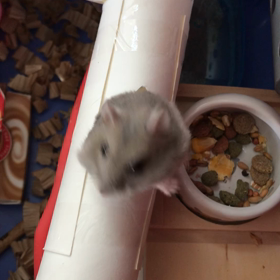 可愛い助走の画像