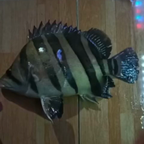 小動物捕獲！！の画像