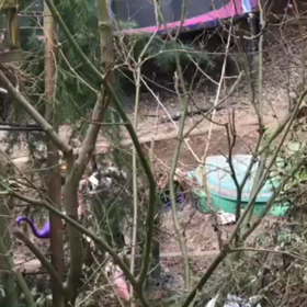 MiniatureSiberianHusky  Bobbyの画像