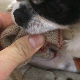 モミジVS手袋の画像