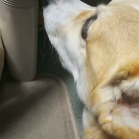 ちょーだいっ❗️の画像