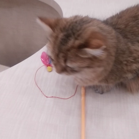 マンチカンの画像