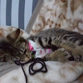 ちくー！！してきたよ。の画像