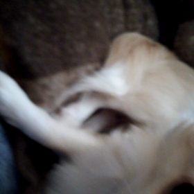 静かな愛犬の画像