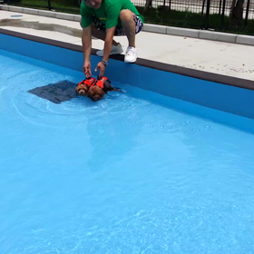 ドッグプール (動画)の画像