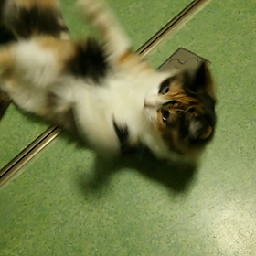 ぽんちゃんの仔猫はの画像